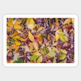 Colorful Autumn Leaves in the October Woods Sticker